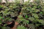 My 420 Tours Verde Natural